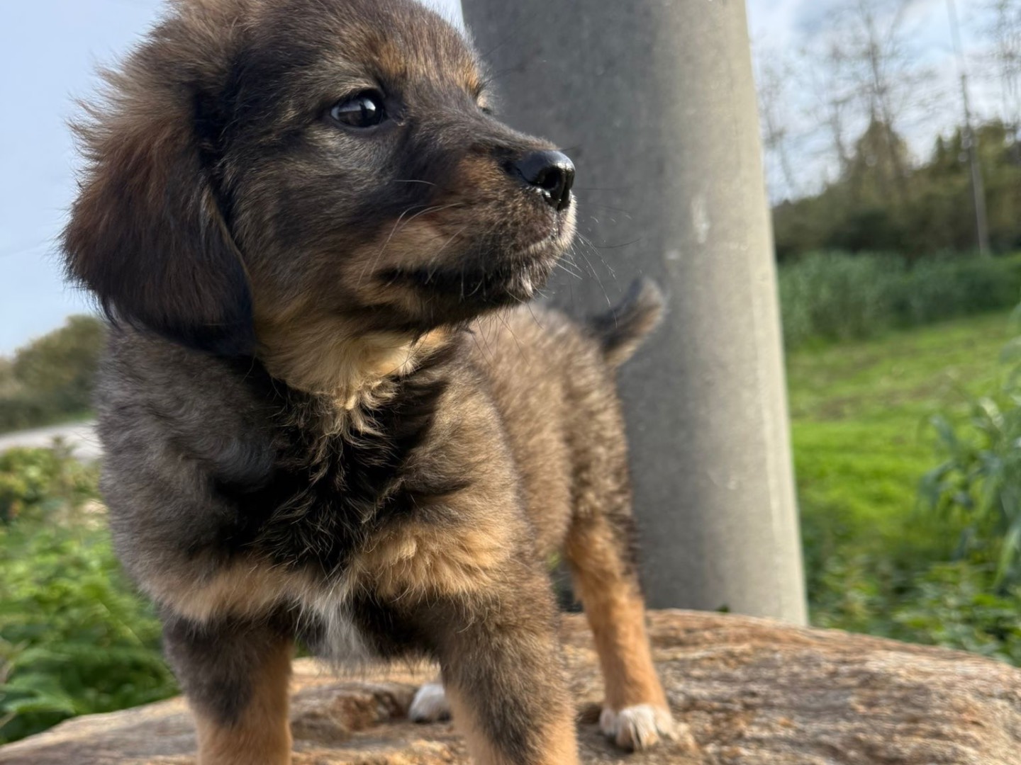 Adotta un cane, taglia media, femmina, Catanzaro