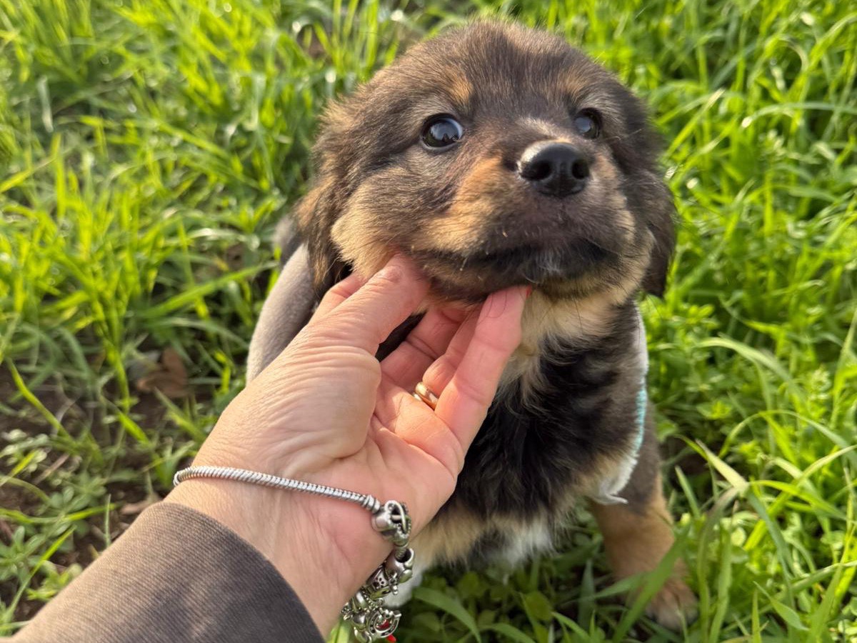 Vuoi adottare un cane a Catanzaro?