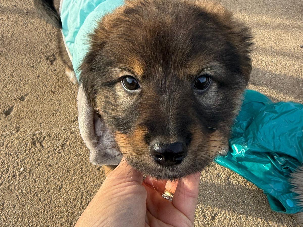 Adotta il cane Priscilla a Catanzaro