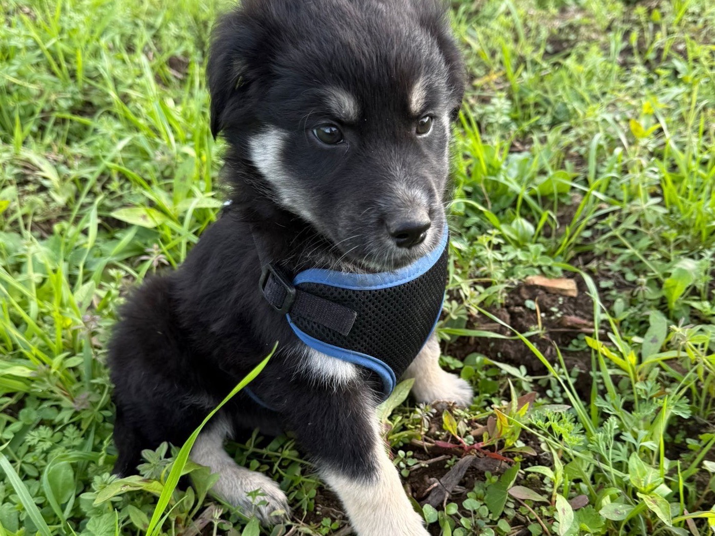 Vuoi adottare un cane a Catanzaro?