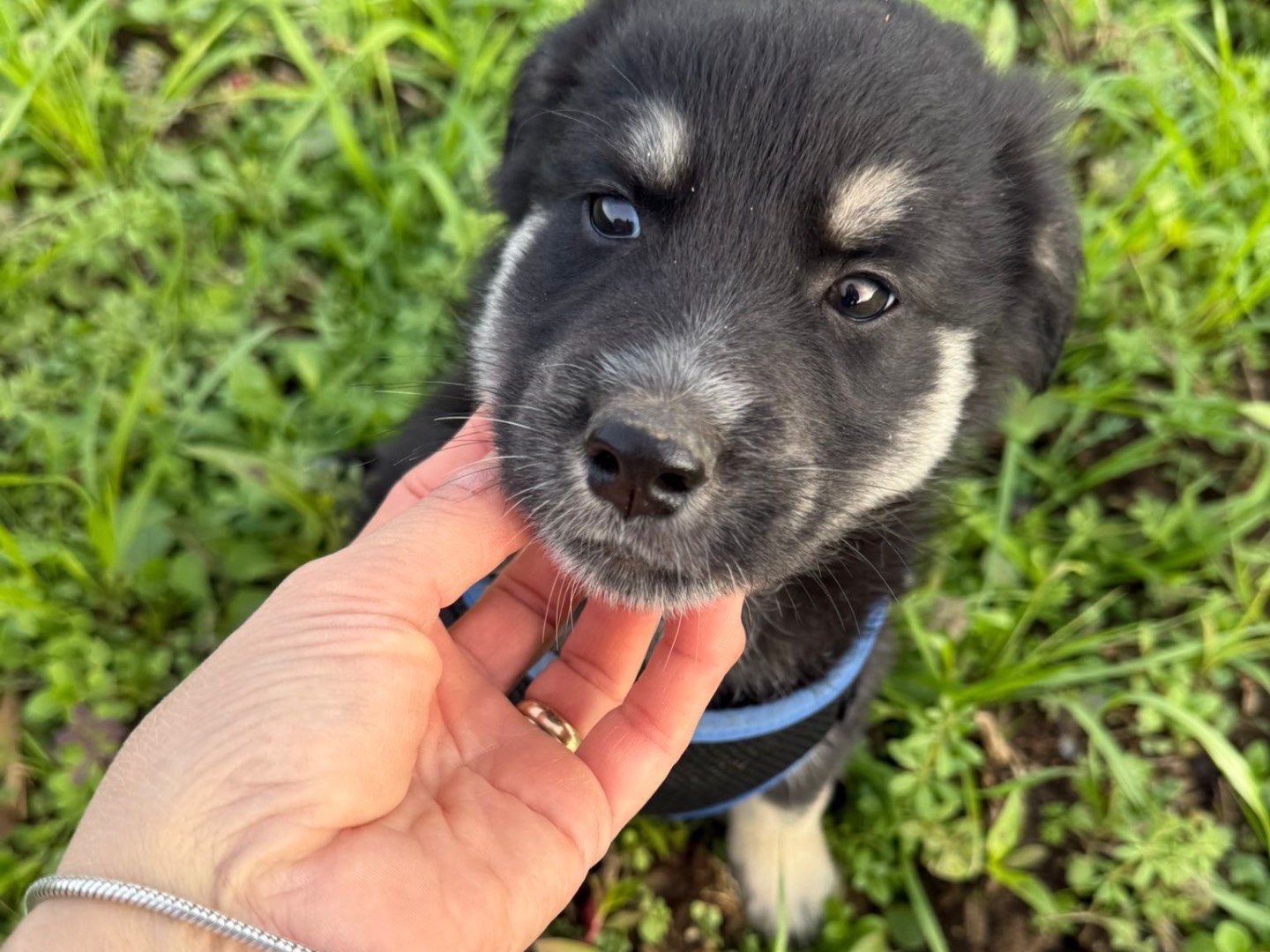 Adotta il cane Omar a Catanzaro