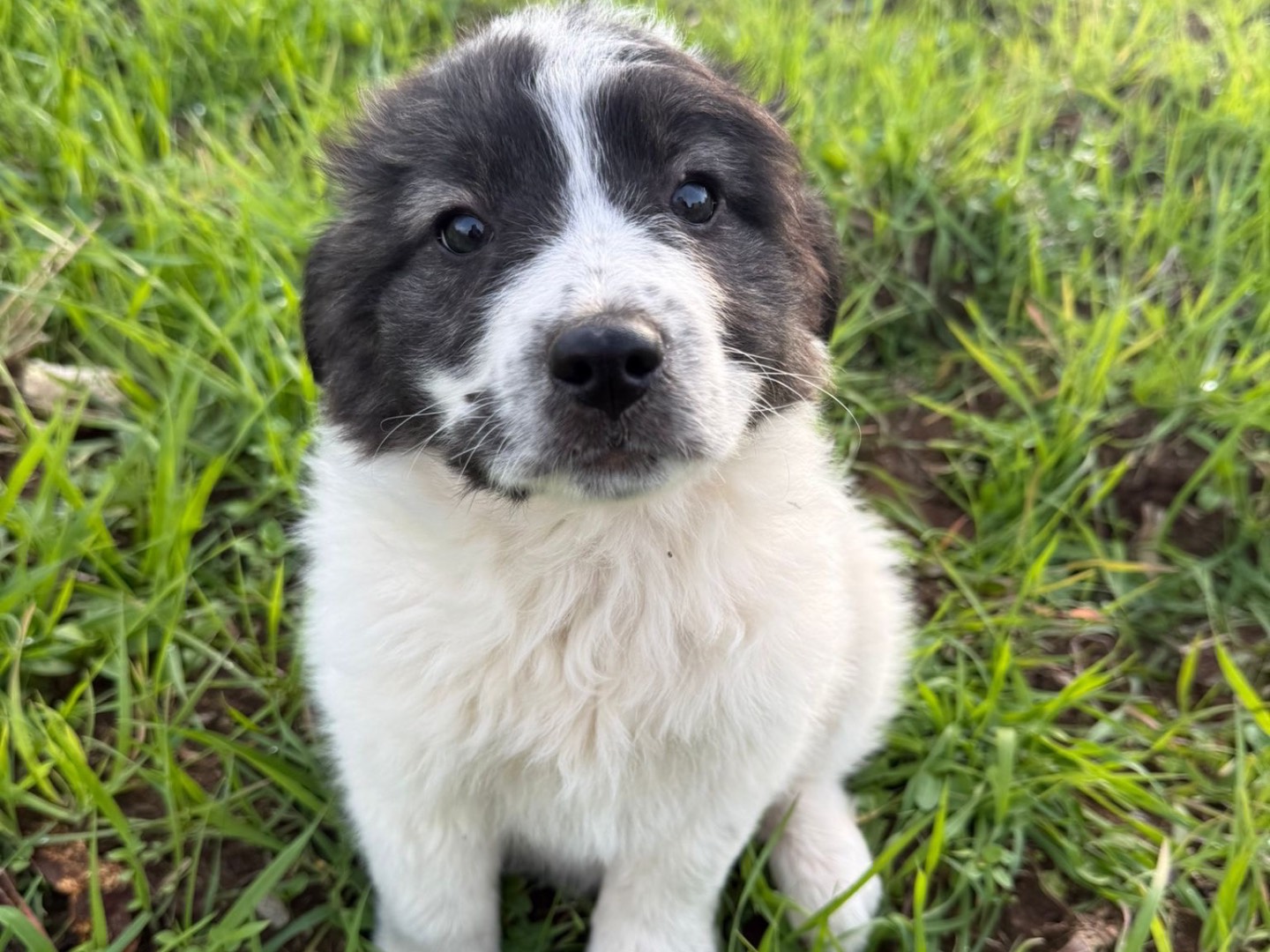 Vuoi adottare un cane a Catanzaro?