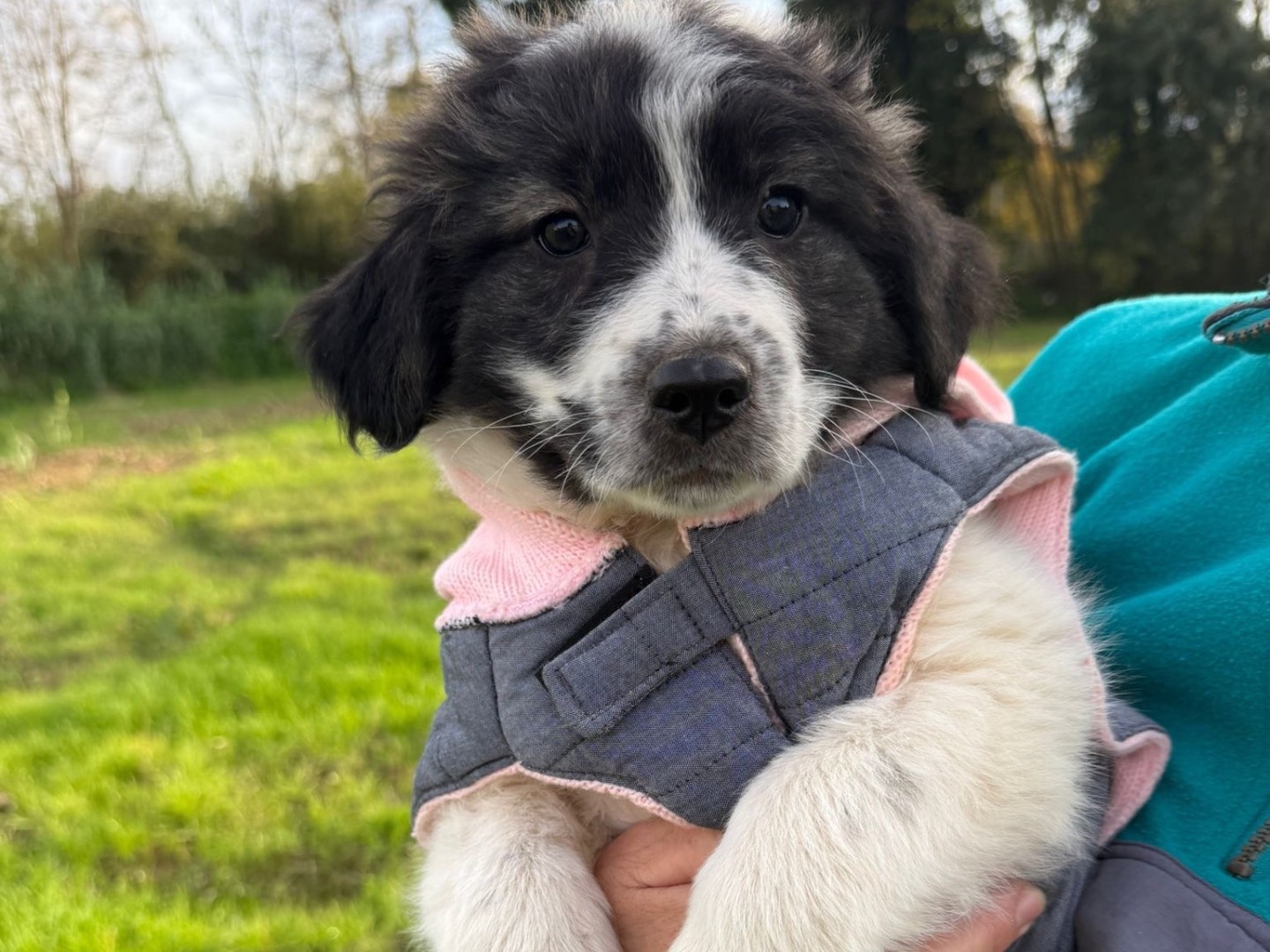 Adotta il cane Contessa a Catanzaro