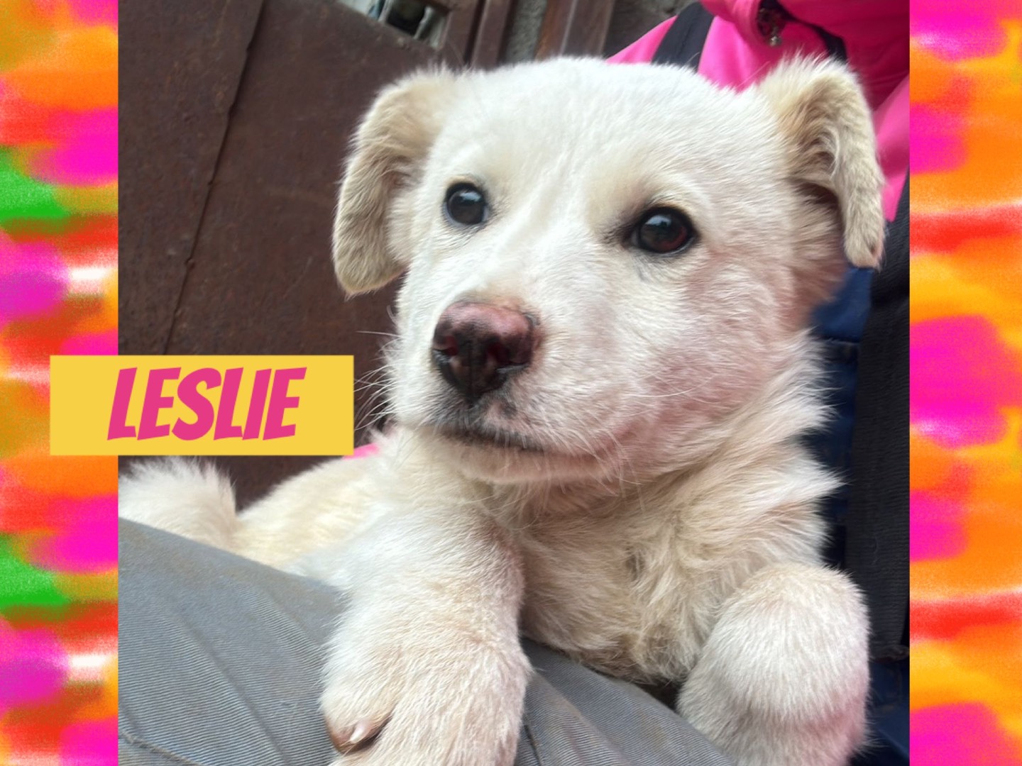 Adozione cane, femmina, Razza sconosciuta Razza sconosciuta, 4 mesi, taglia media contenuta, Catanzaro