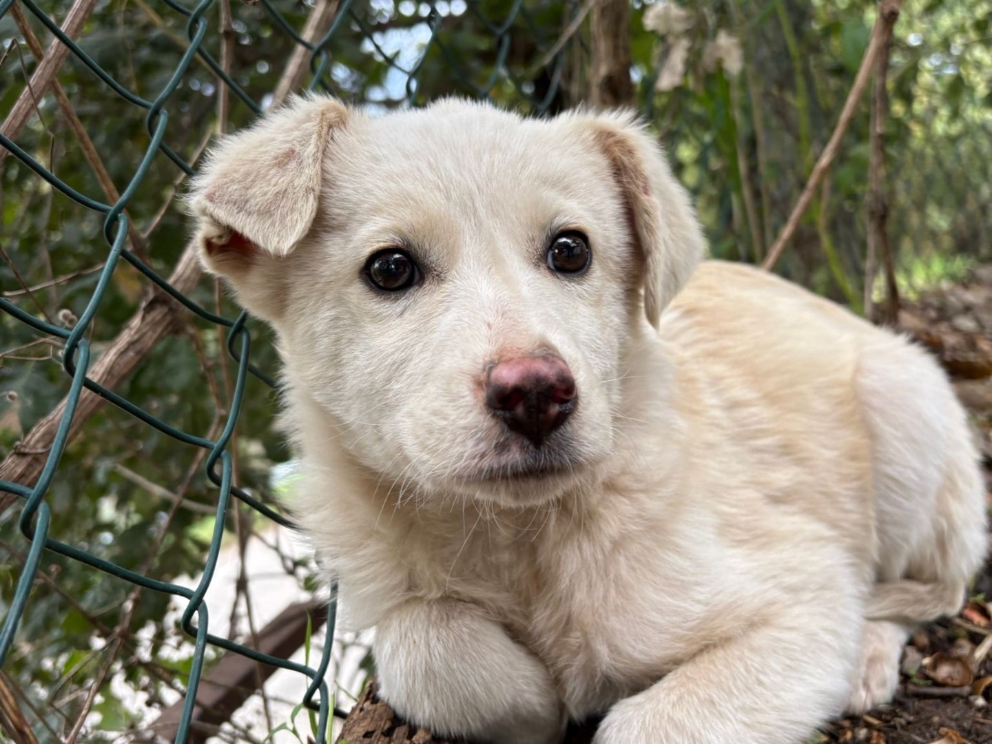 Adotta un cane, femmina, 4 mesi, Catanzaro