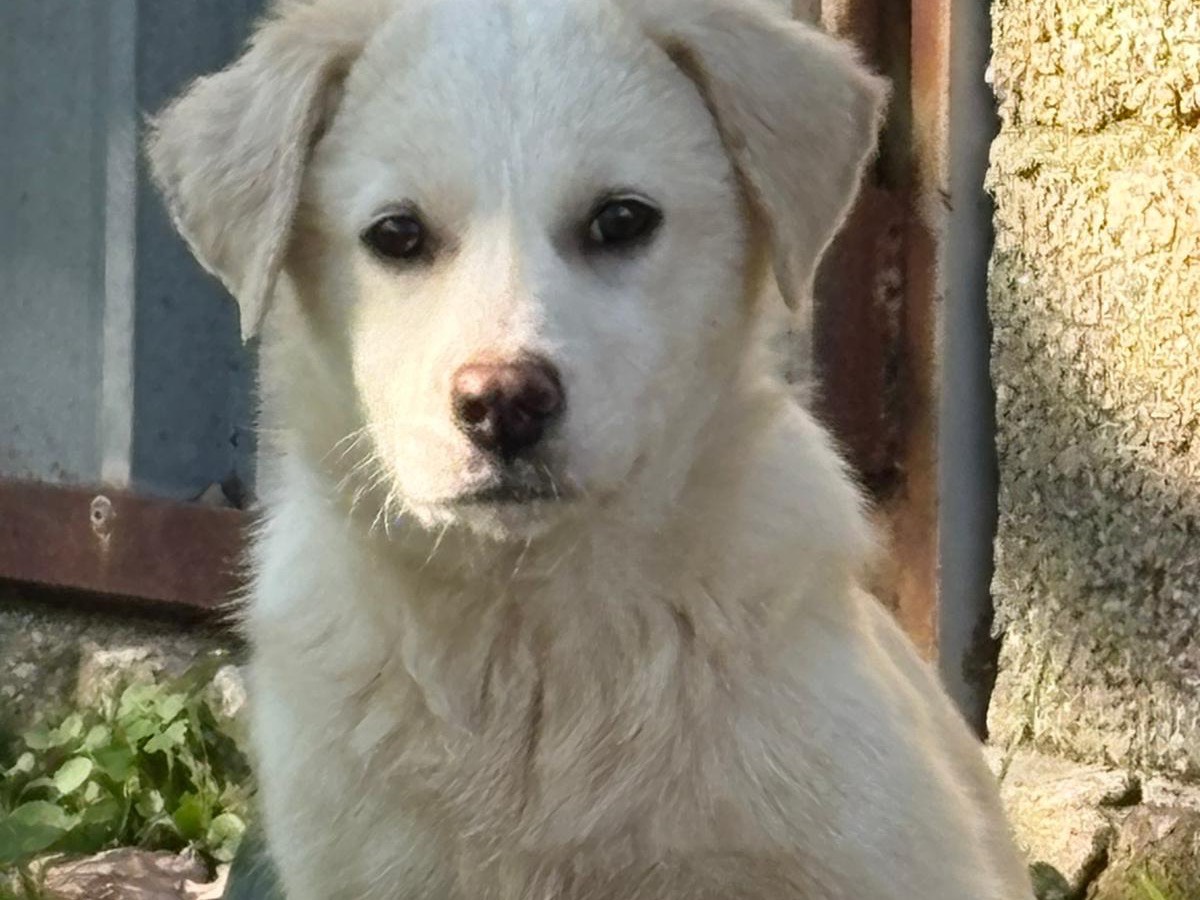 Adotta un cane, taglia media contenuta, femmina, Catanzaro