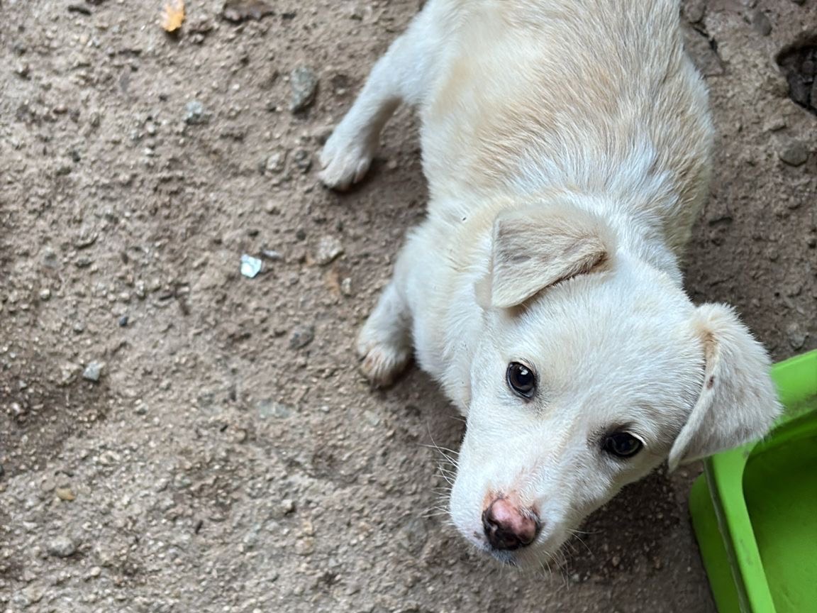 Vuoi adottare un cane a Catanzaro?