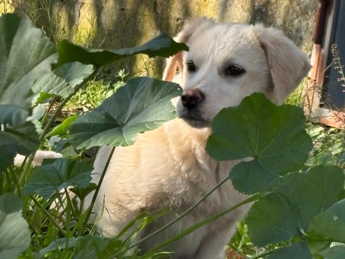 Adotta il cane Leslie a Catanzaro