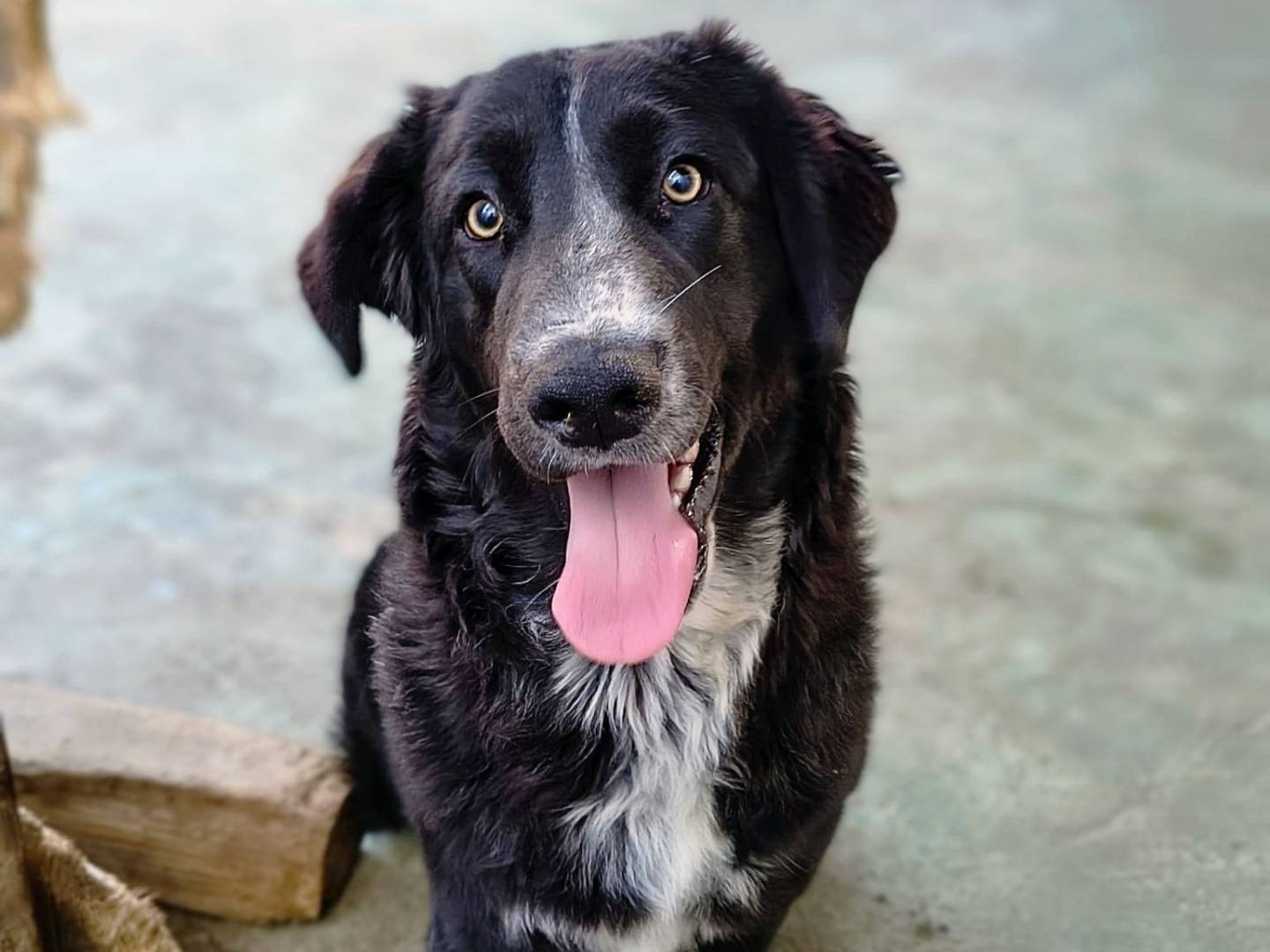 Adozione cane, maschio, Razza sconosciuta Razza sconosciuta, 7 mesi, taglia media contenuta, Crotone