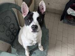 Adozione cane, maschio, Razza sconosciuta Razza sconosciuta, 9 mesi, taglia piccola, Napoli