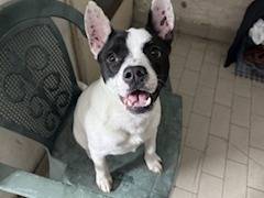 Adotta un cane, maschio, 9 mesi, Napoli