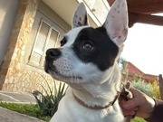 Adotta un cane, taglia piccola, maschio, Napoli