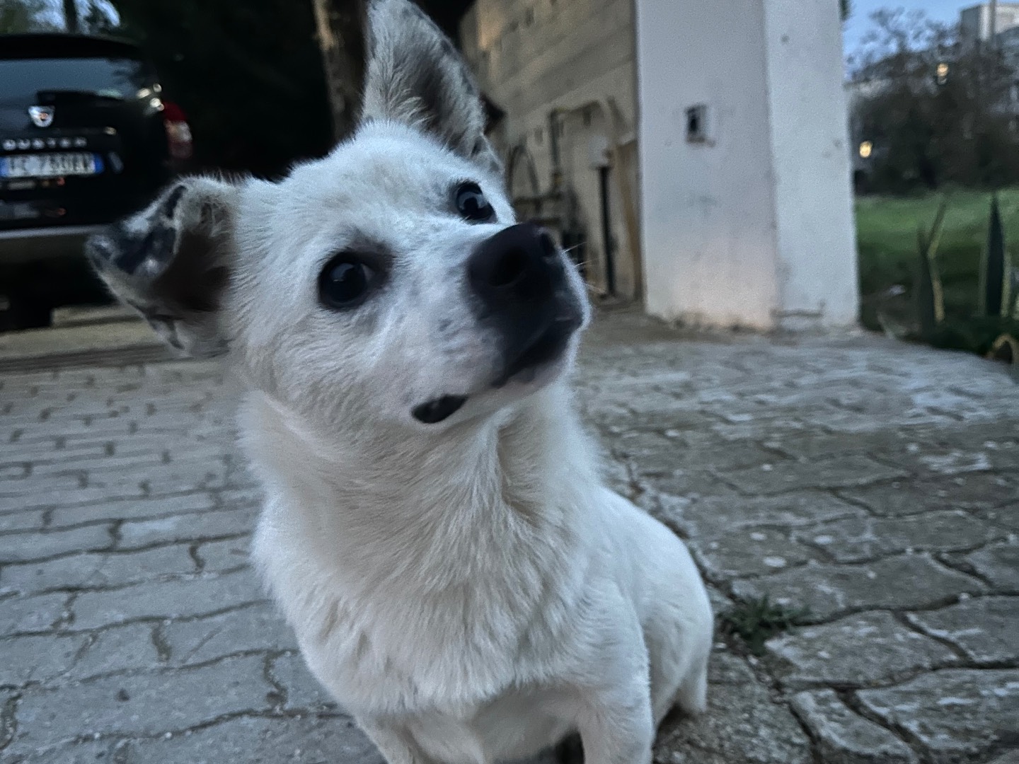 Adotta un cane, maschio, 9 mesi, Taranto