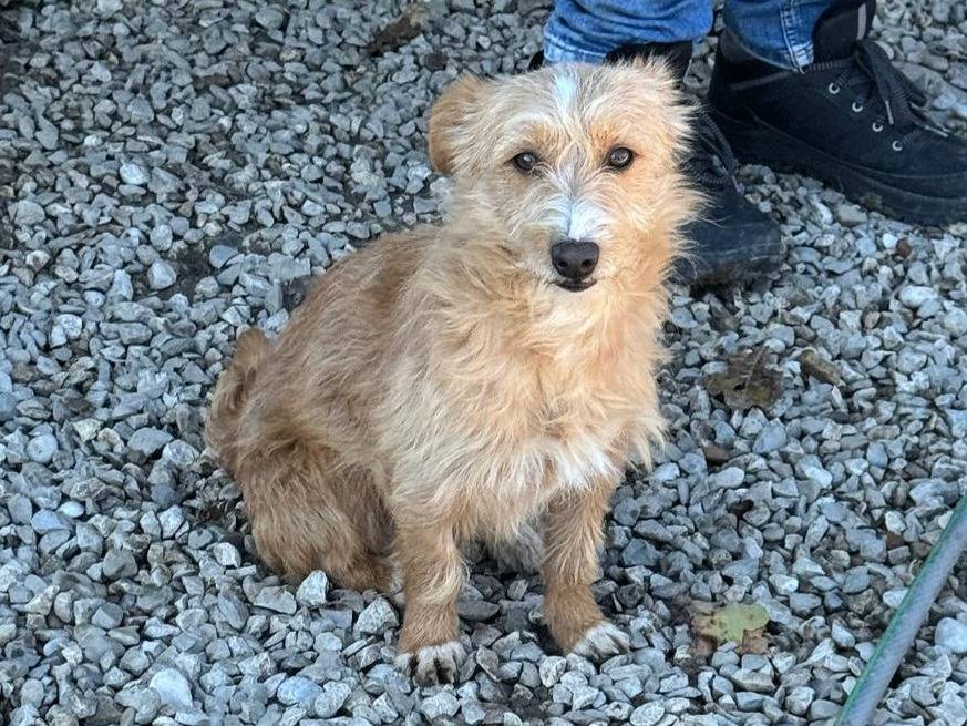 Adotta un cane, maschio, 2 anni e 3 mesi, Teramo
