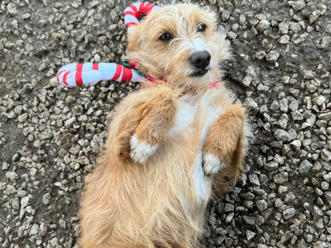 Adotta un cane, taglia piccola, maschio, Teramo