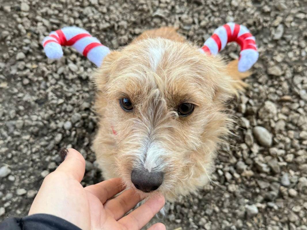 Vuoi adottare un cane a Teramo?