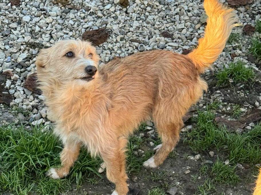 Adotta il cane Einstein  a Teramo