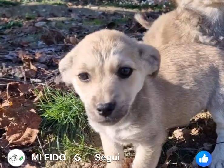 Adozione cane, femmina, Razza sconosciuta Razza sconosciuta, 4 mesi, taglia piccola, Frosinone