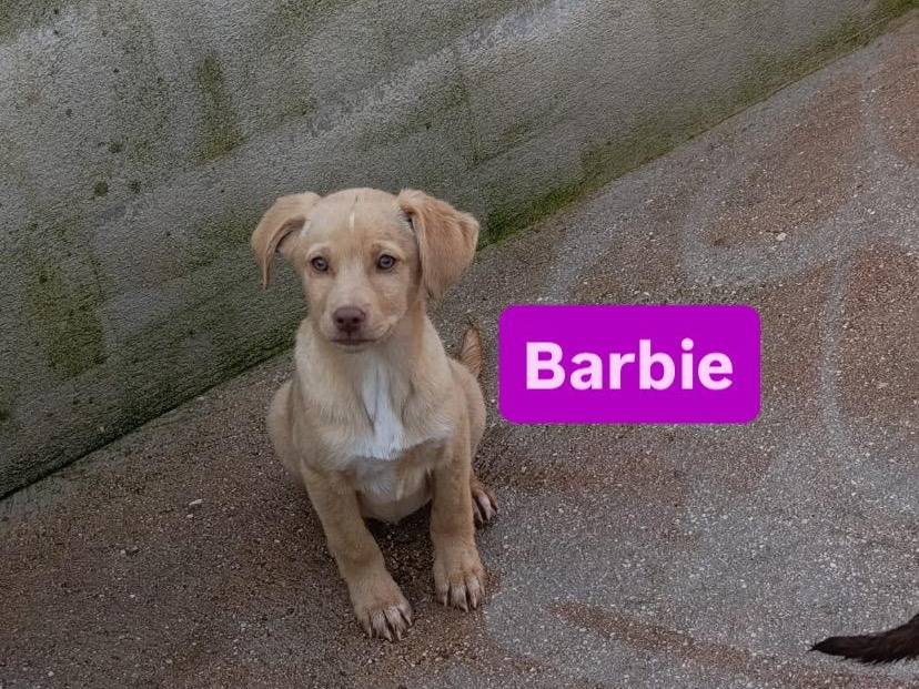 Vuoi adottare un cane a Avellino?