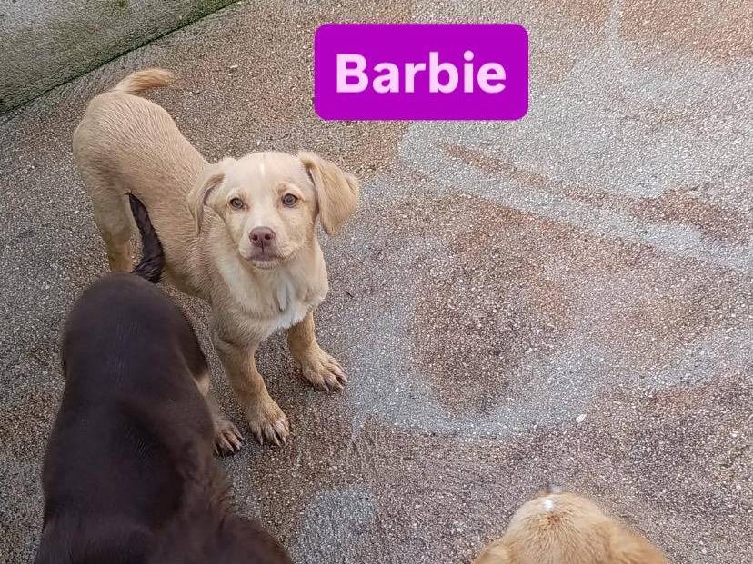 Adotta il cane Barbie  a Avellino