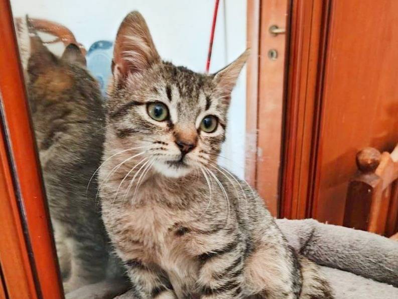 Adotta un gatto, maschio, 2 mesi, Cremona