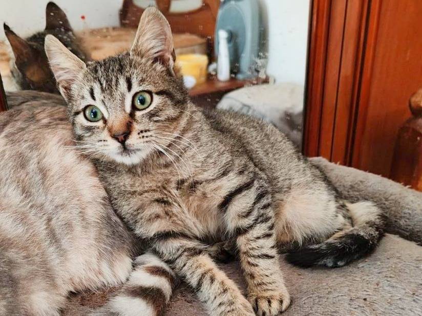 Adotta un gatto, taglia non valida, maschio, Cremona