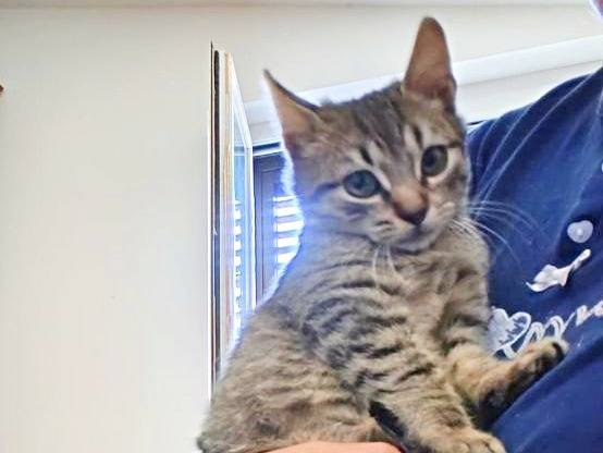 Vuoi adottare un gatto a Cremona?