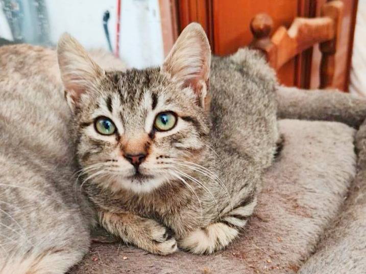 Adotta il gatto TUCCINO a Cremona