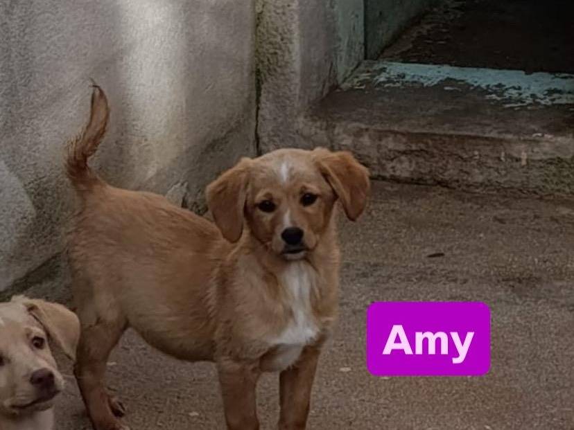 Vuoi adottare un cane a Avellino?