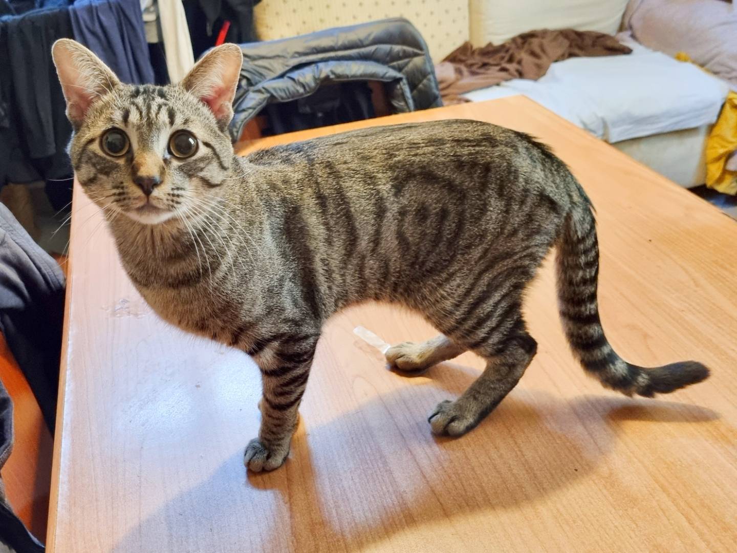Adotta un gatto, maschio, 7 mesi, Cremona