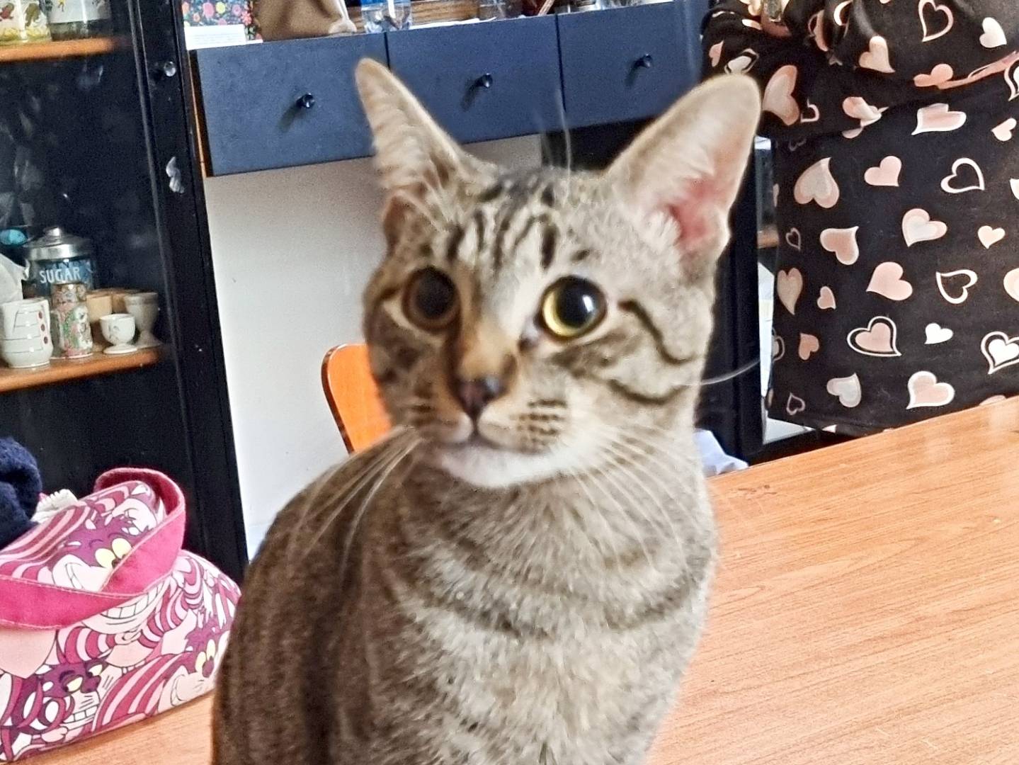 Adotta un gatto, taglia non valida, maschio, Cremona