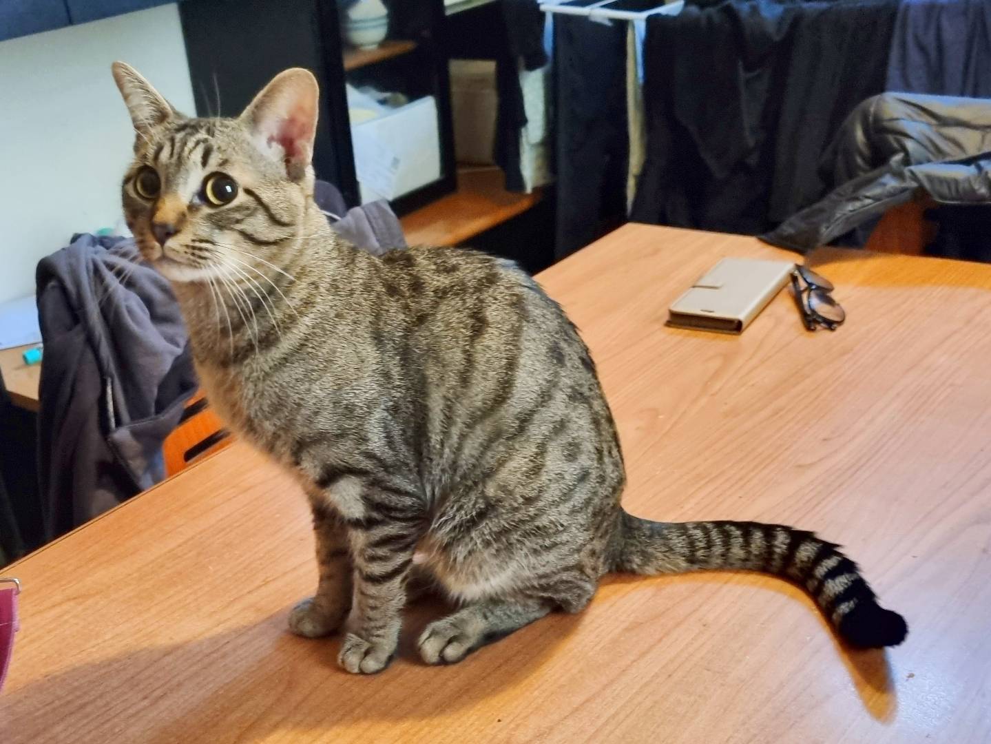 Vuoi adottare un gatto a Cremona?