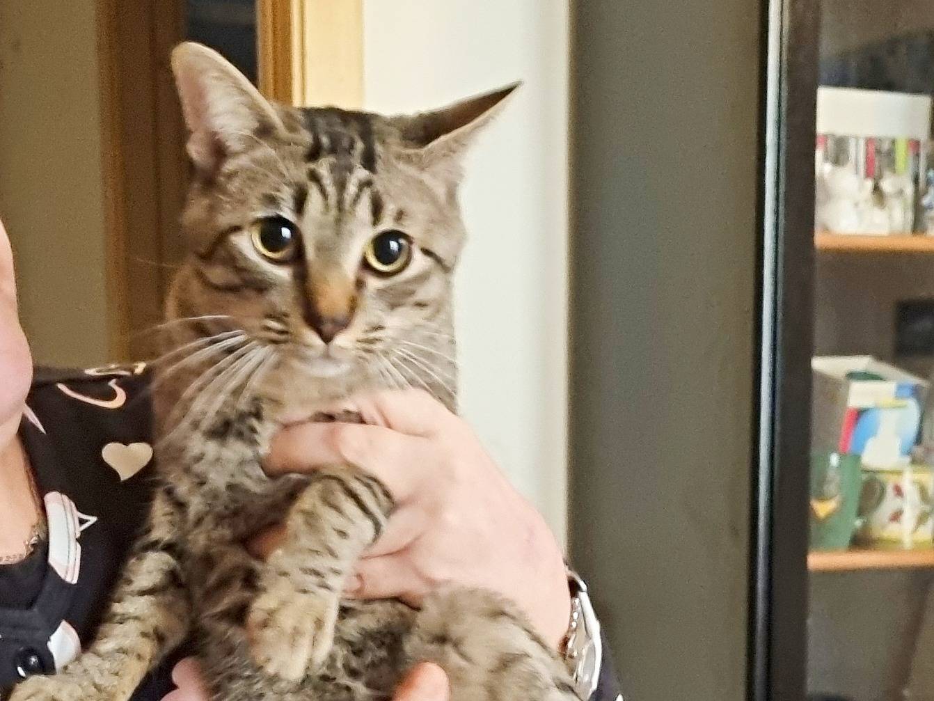 Adotta il gatto PICKEL a Cremona