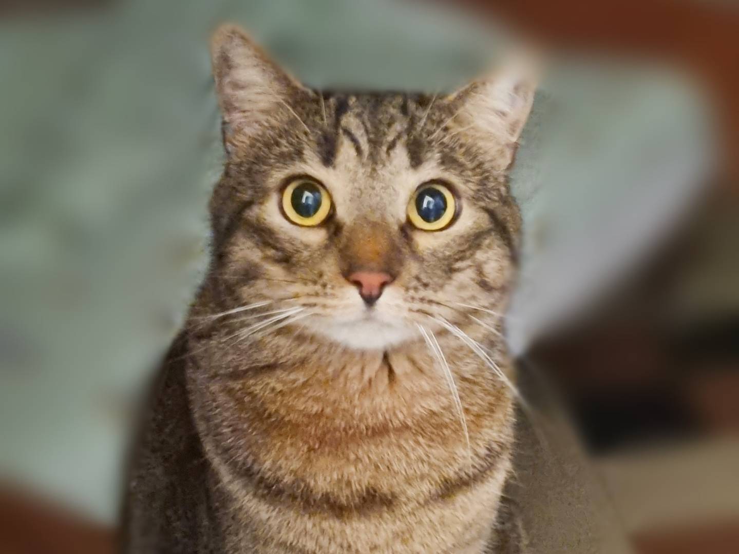 Adozione gatto, maschio, Razza sconosciuta Razza sconosciuta, 3 anni e 1 mese, taglia non valida, Cremona