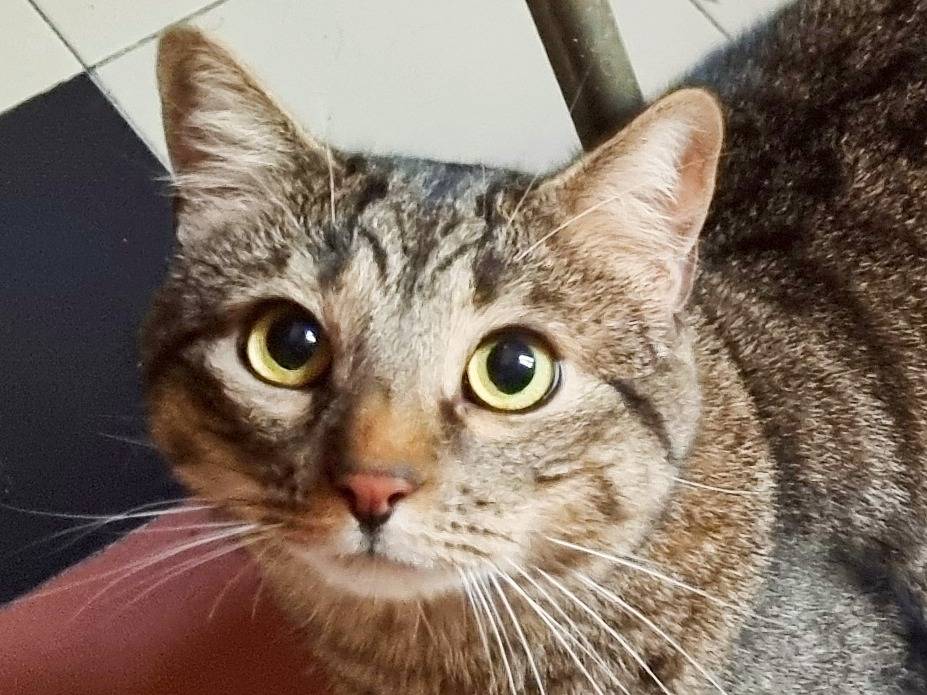 Adotta un gatto, maschio, 3 anni e 1 mese, Cremona