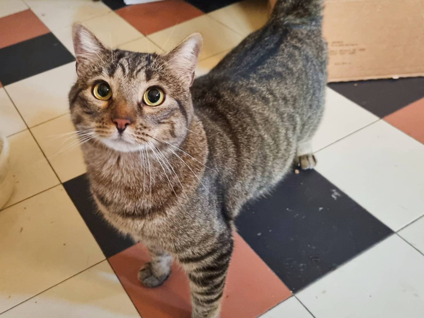 Adotta un gatto, taglia non valida, maschio, Cremona