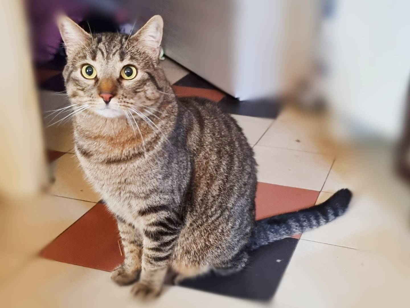 Vuoi adottare un gatto a Cremona?