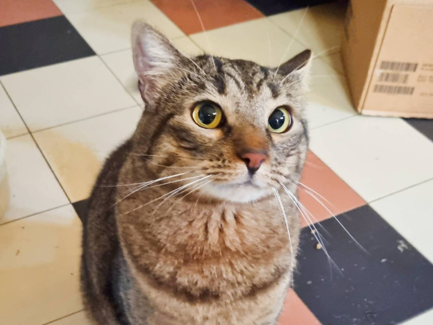 Adotta il gatto AMBROGIO a Cremona