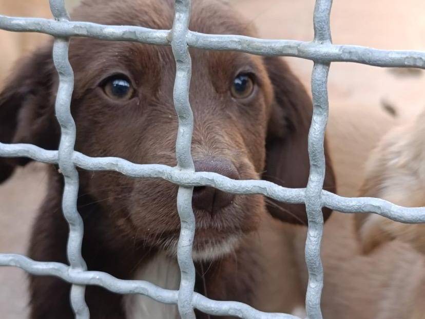 Adozione cane, femmina, Razza sconosciuta Razza sconosciuta, 4 mesi, taglia media contenuta, Avellino