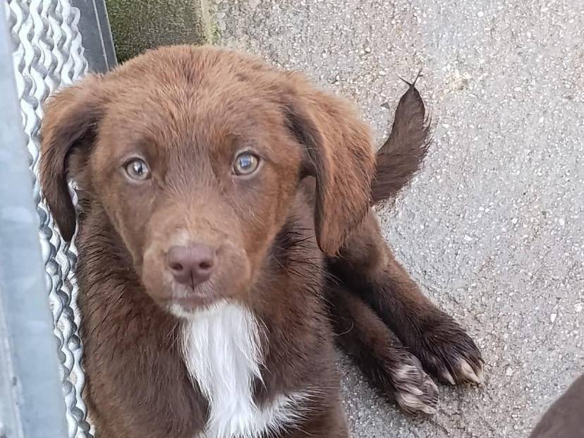 Adotta un cane, femmina, 4 mesi, Avellino