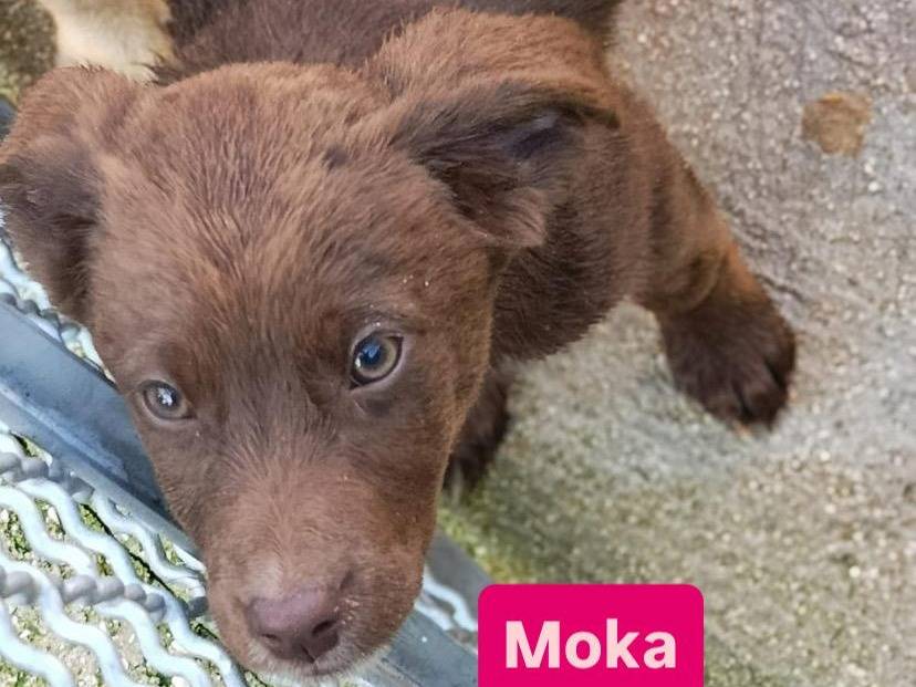 Adotta un cane, taglia media contenuta, femmina, Avellino