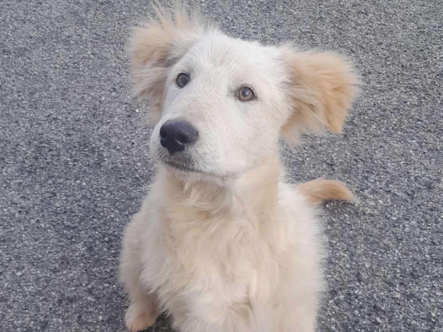 Adozione cane, maschio, Razza sconosciuta Razza sconosciuta, 6 mesi, taglia media, Modena