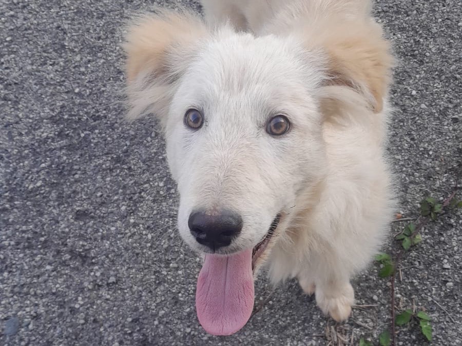 Adotta un cane, taglia media, maschio, Modena