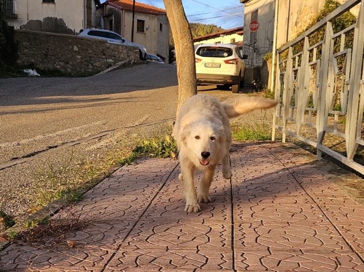 Vuoi adottare un cane a Modena?