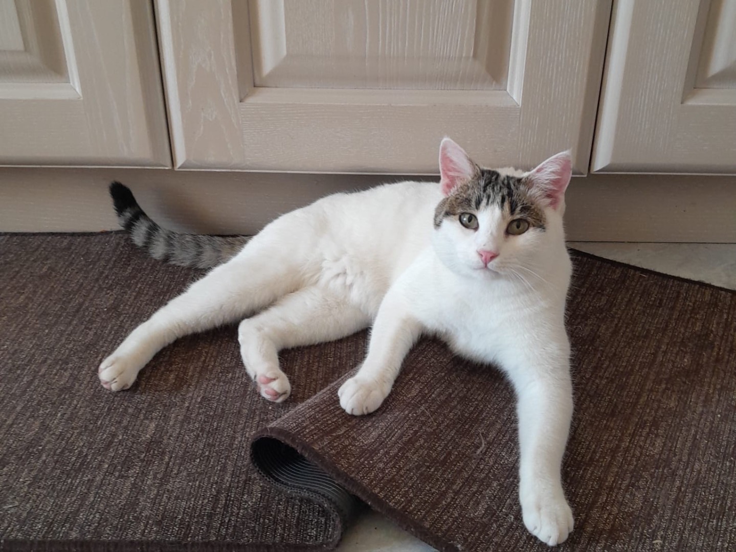 Adozione gatto, maschio, Razza sconosciuta Razza sconosciuta, 1 anno e 6 mesi, taglia non valida, Modena