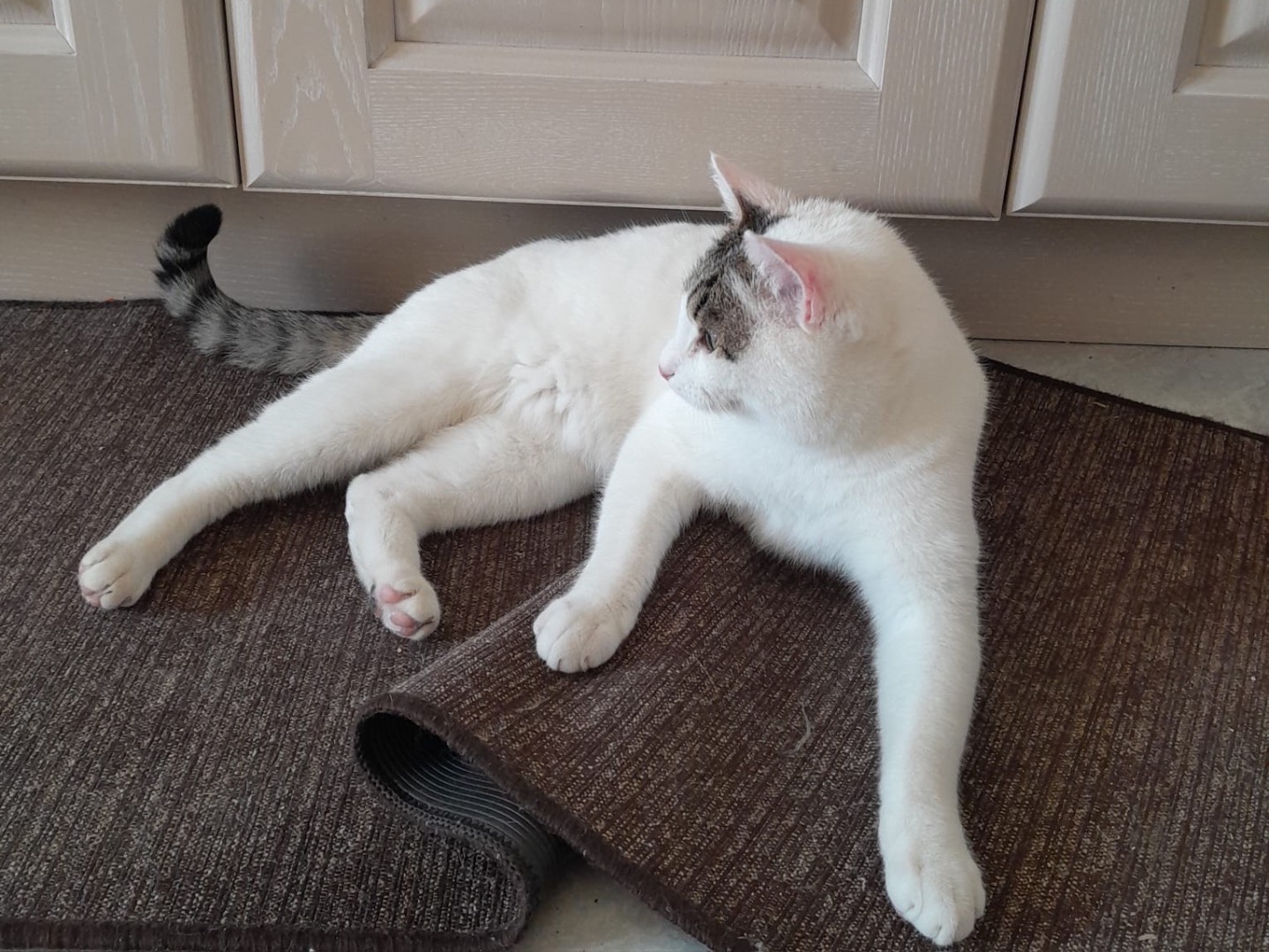 Adotta un gatto, maschio, 1 anno e 6 mesi, Modena