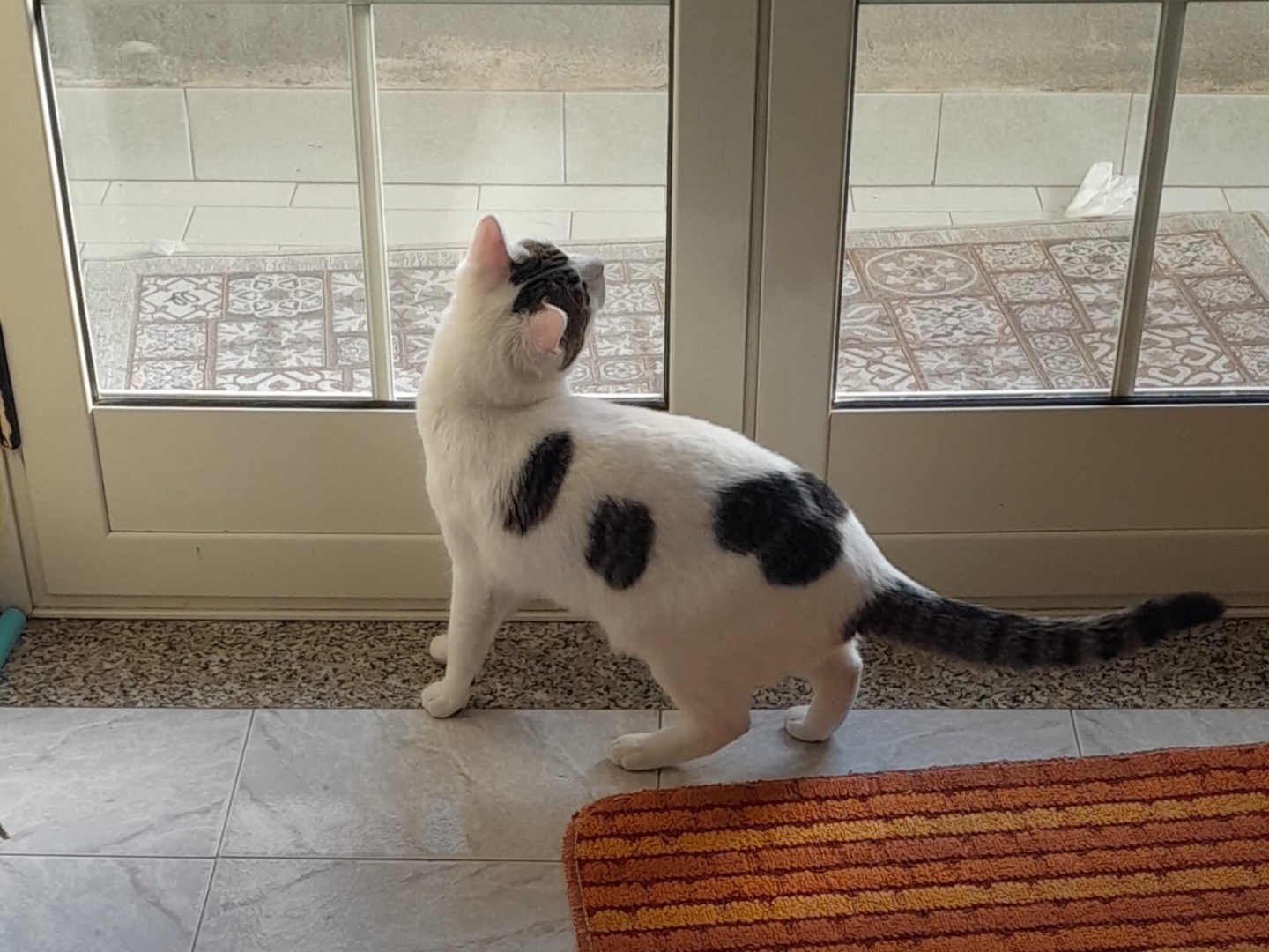 Adotta un gatto, taglia non valida, maschio, Modena