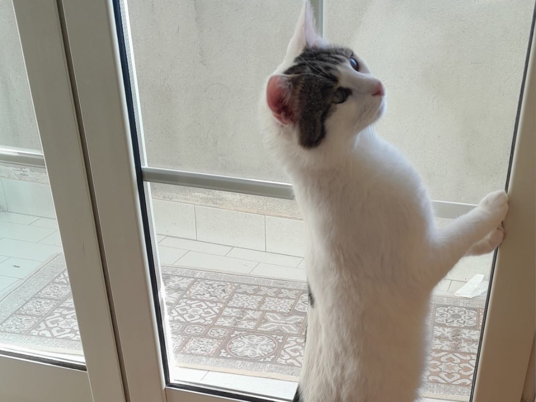 Vuoi adottare un gatto a Modena?