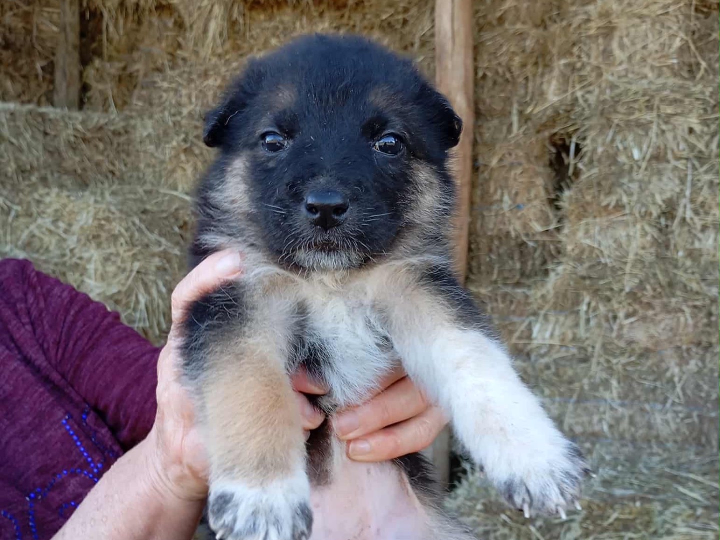 Adozione cane, femmina, Razza sconosciuta Razza sconosciuta, 2 mesi, taglia media, Avellino