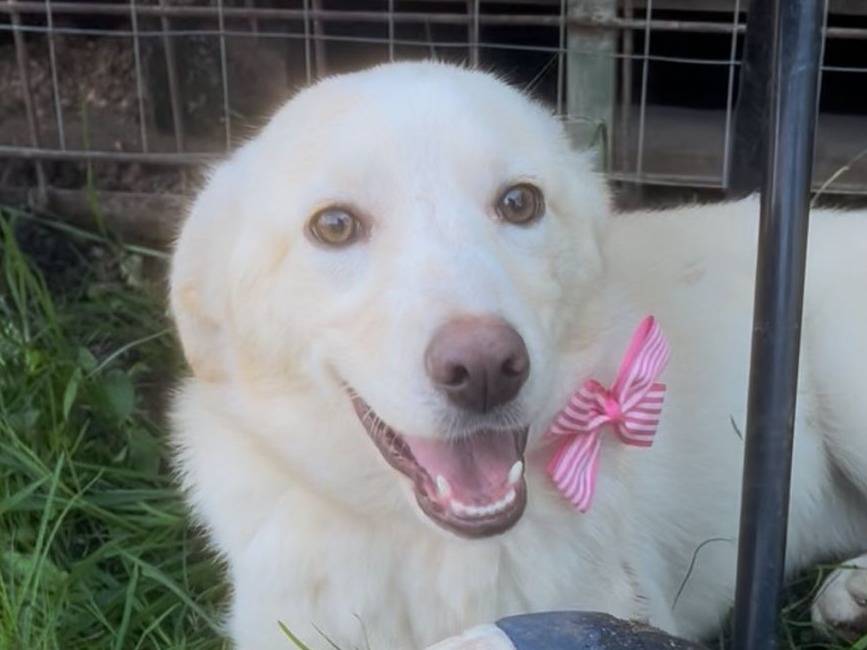 Adozione cane, femmina, Razza sconosciuta Razza sconosciuta, 8 mesi, taglia media, Crotone